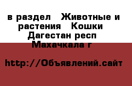  в раздел : Животные и растения » Кошки . Дагестан респ.,Махачкала г.